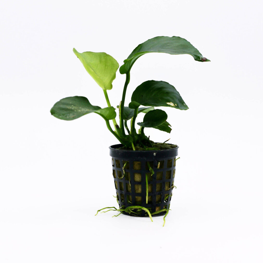 Anubias barteri var. barteri