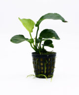 Anubias barteri var. barteri