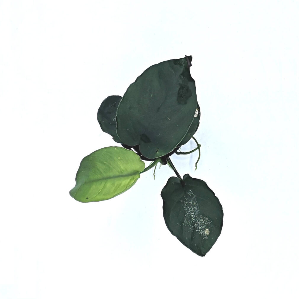 Anubias barteri var. barteri