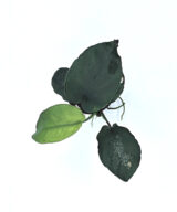 Anubias barteri var. barteri