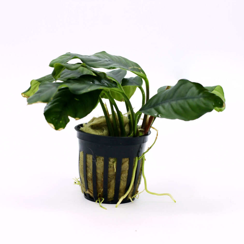 Anubias barteri var. coffeifolia
