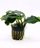 Anubias barteri var. coffeifolia