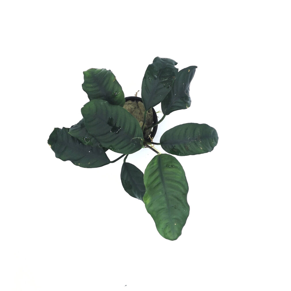Anubias barteri var. coffeifolia
