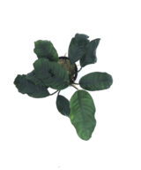 Anubias barteri var. coffeifolia