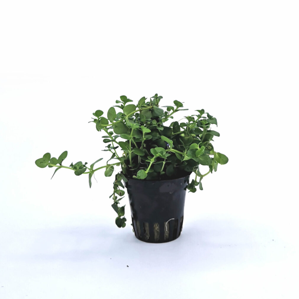 Bacopa australis