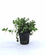 Bacopa australis