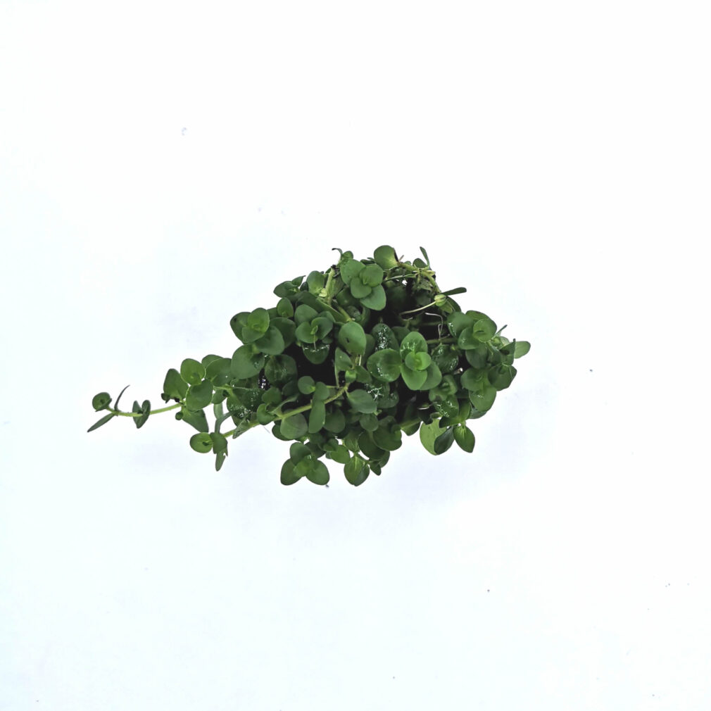 Bacopa australis