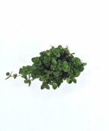 Bacopa australis