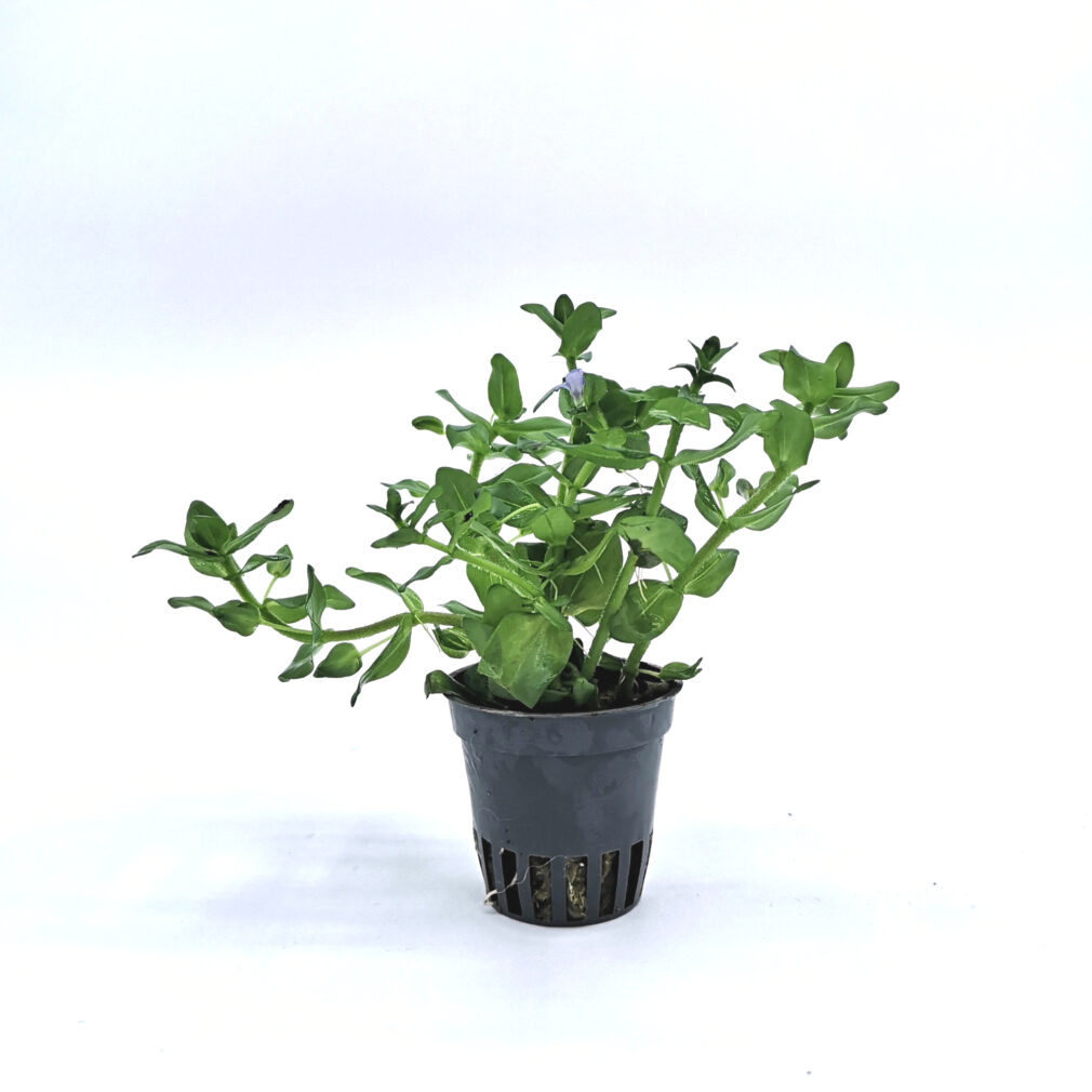 Bacopa caroliniana