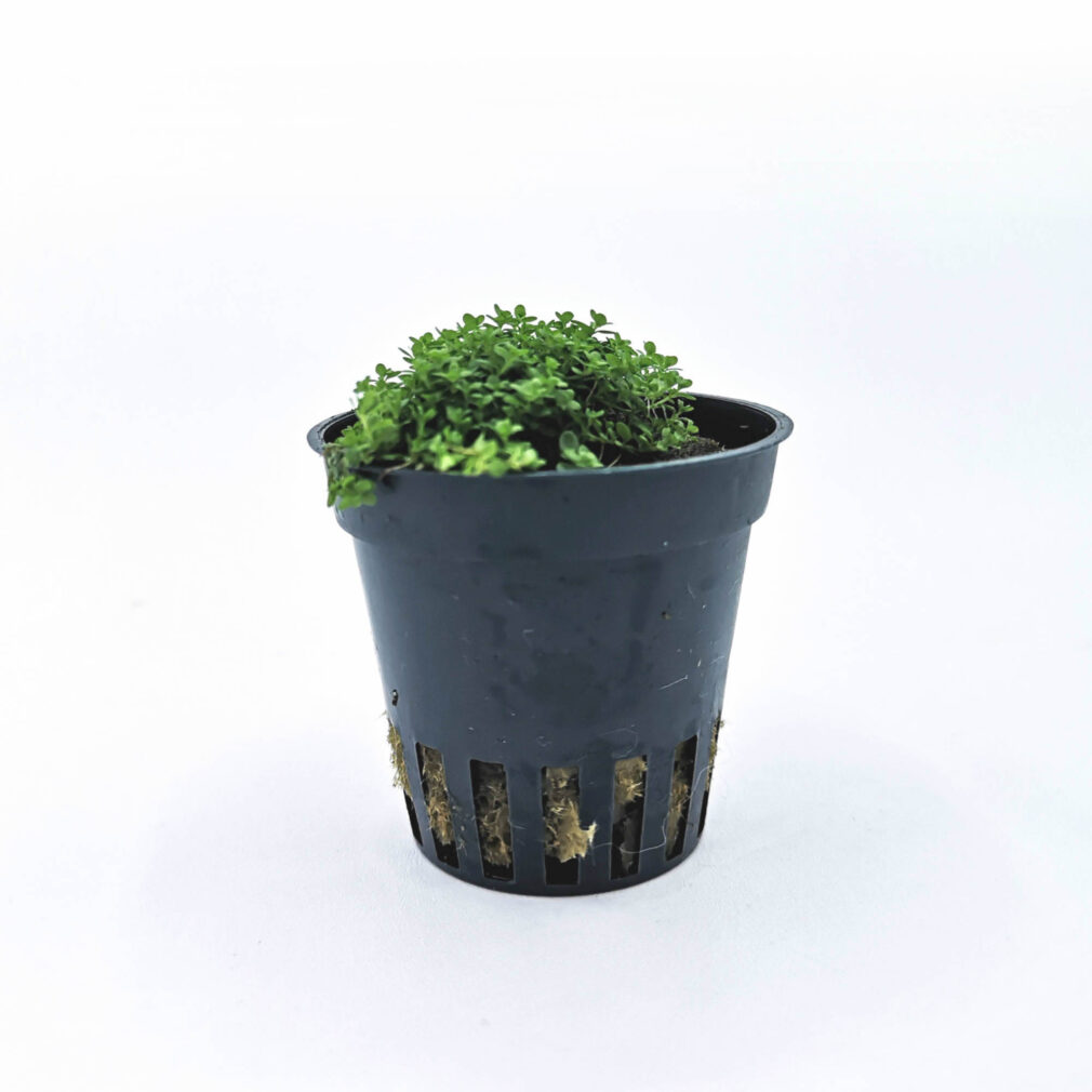 Hemianthus callitrichoides cuba