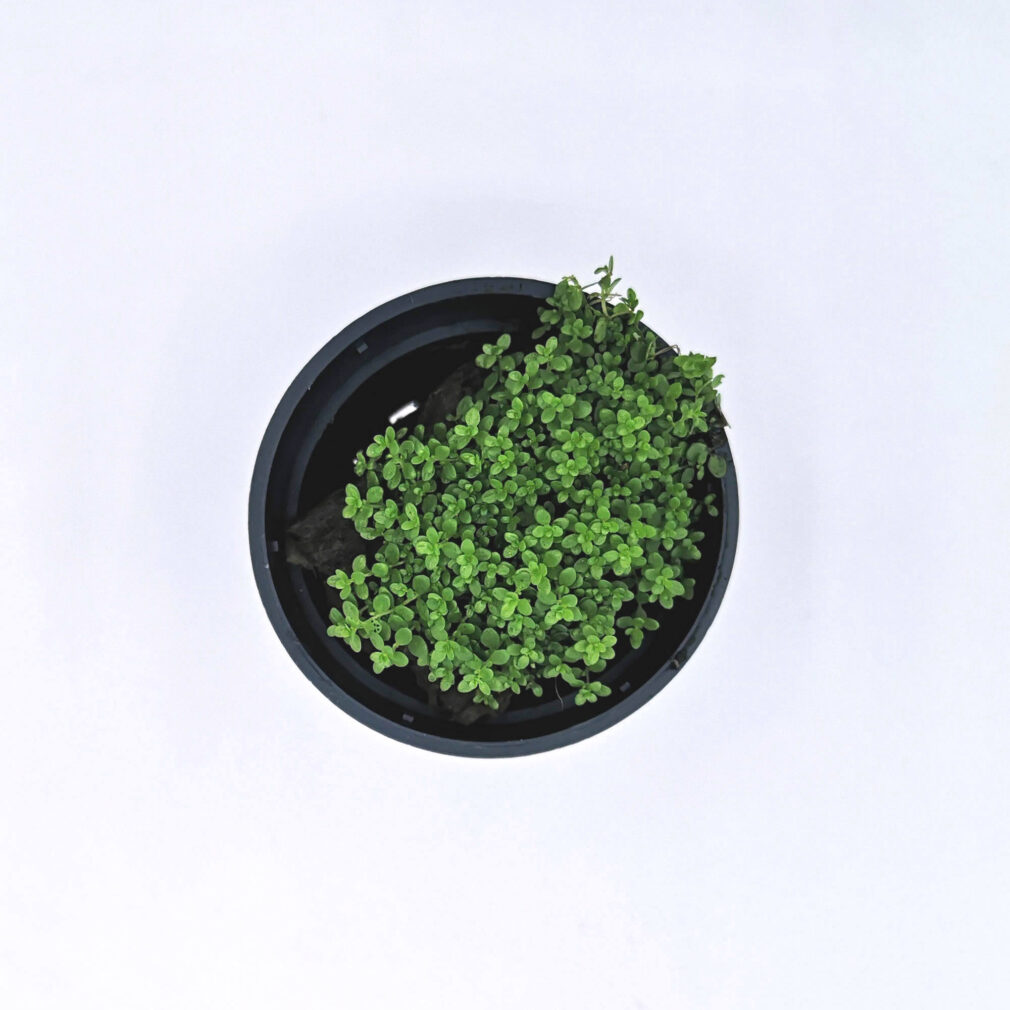Hemianthus callitrichoides cuba