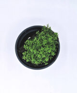 Hemianthus callitrichoides cuba