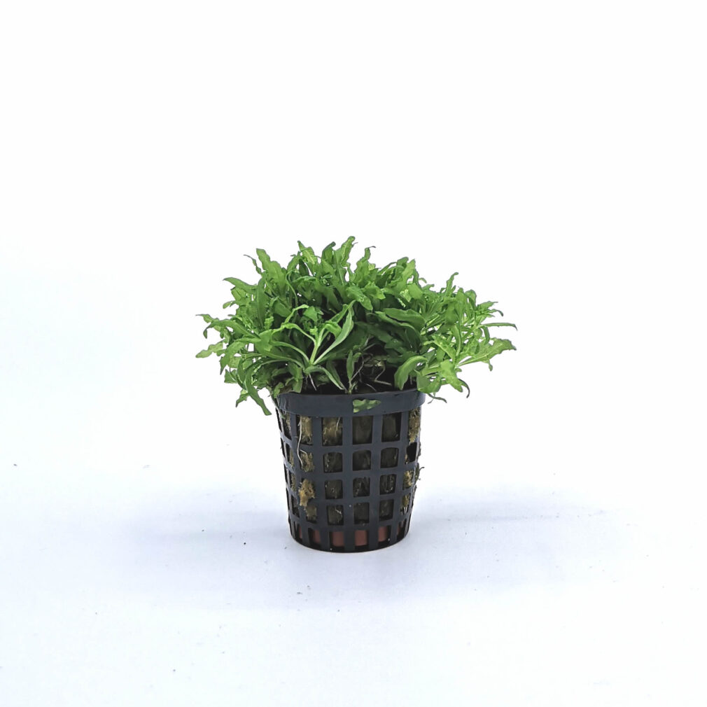 Pogostemon helferi