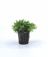 Pogostemon helferi