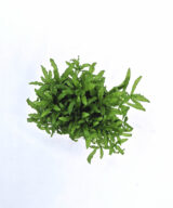 Pogostemon helferi