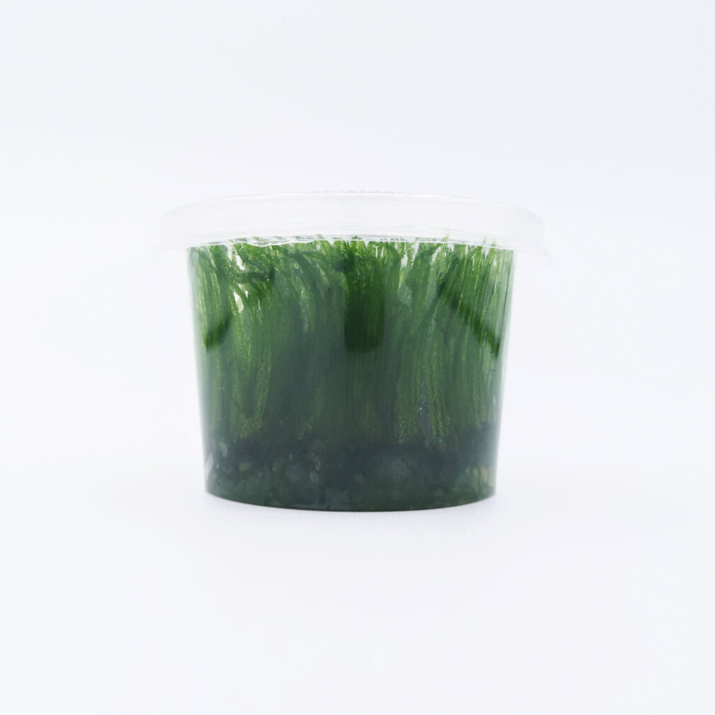 Taxiphyllum alternans Taiwan (muschio di Taiwan)