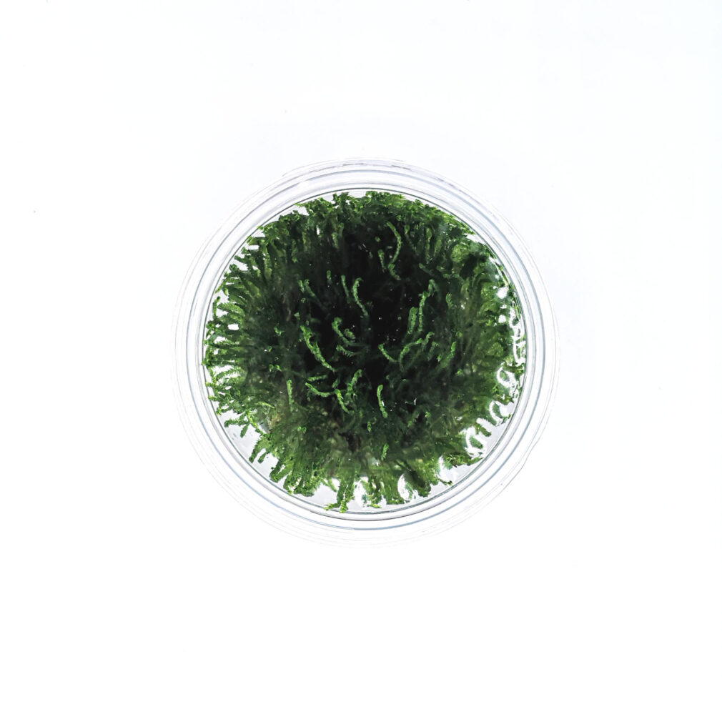 Taxiphyllum alternans Taiwan (muschio di Taiwan)