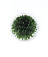 Taxiphyllum alternans Taiwan (muschio di Taiwan)