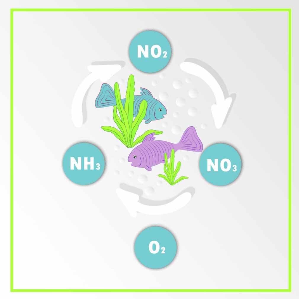 Piante d’Acquario: Le Tue Alleate Naturali per un’Acqua Pulita e Pesci ...