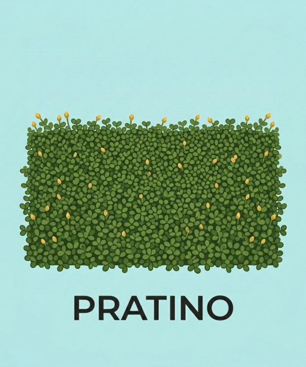 Piante da prato