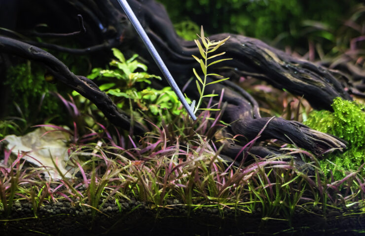 Preparazione e piantumazione di piante d'acquario in vasetto e in-vitro usando pinzette da aquascaping.