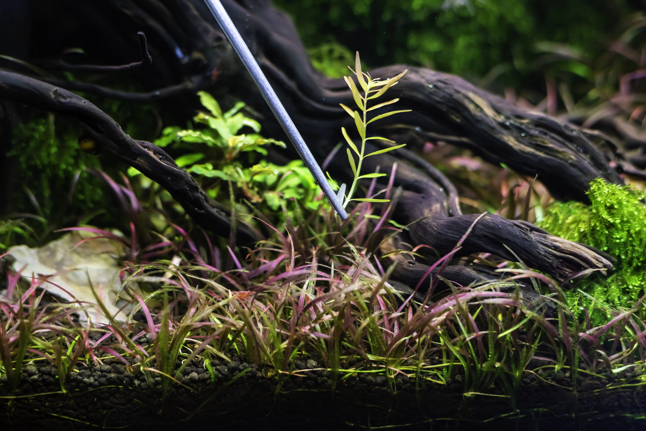 Preparazione e piantumazione di piante d'acquario in vasetto e in-vitro usando pinzette da aquascaping.