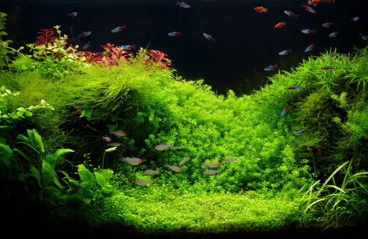 Acquario d'acqua dolce con folta vegetazione verde, piante facili e un banco di pesci Neon che nuotano tra i muschi.