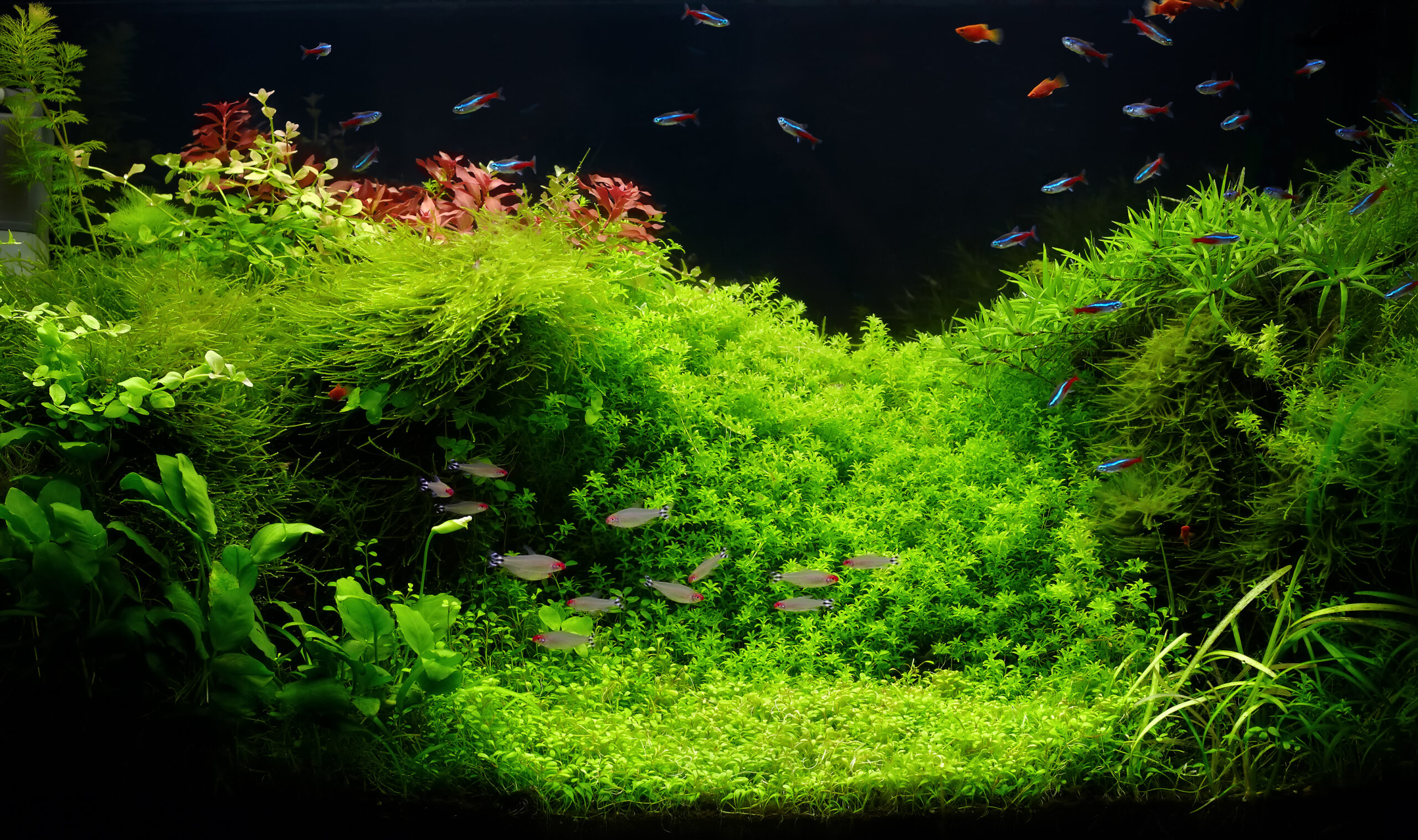 Acquario d'acqua dolce con folta vegetazione verde, piante facili e un banco di pesci Neon che nuotano tra i muschi.